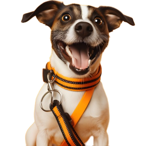 Happy dog ready for a professional pack walk with Goodwalk Auckland dog walking service