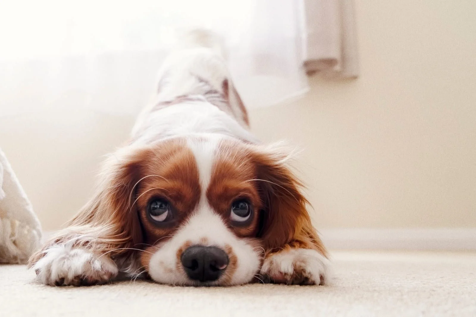 Puppy during a calm home visit