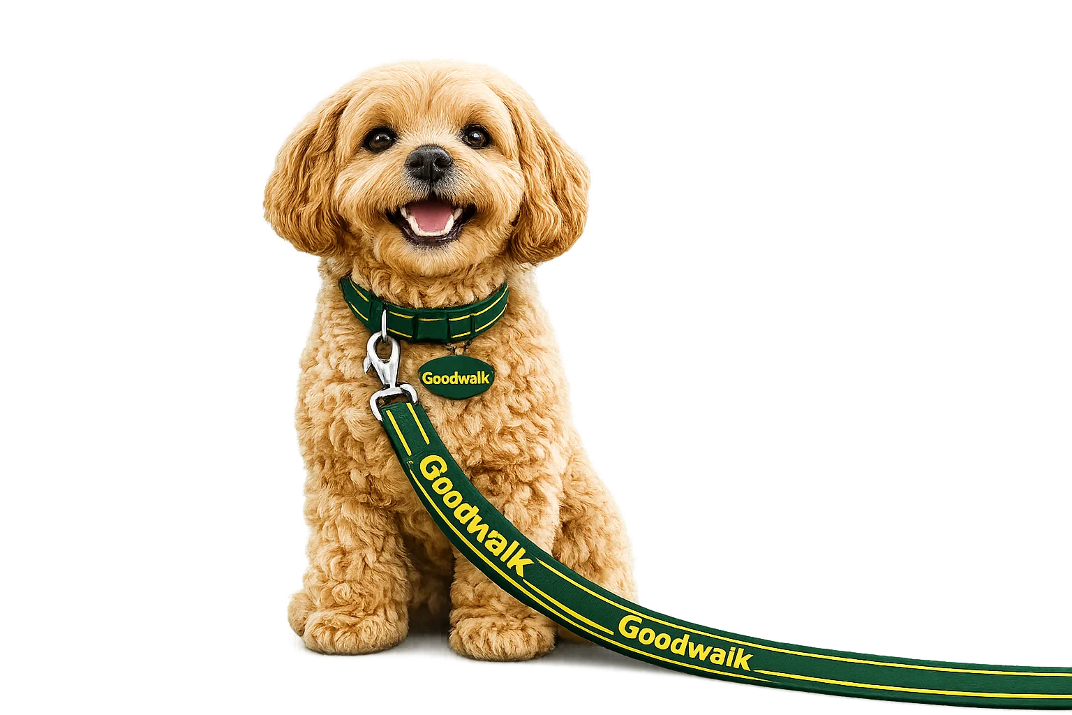 Smiling happy dog Maya, mascot of Goodwalk Auckland dog walking service