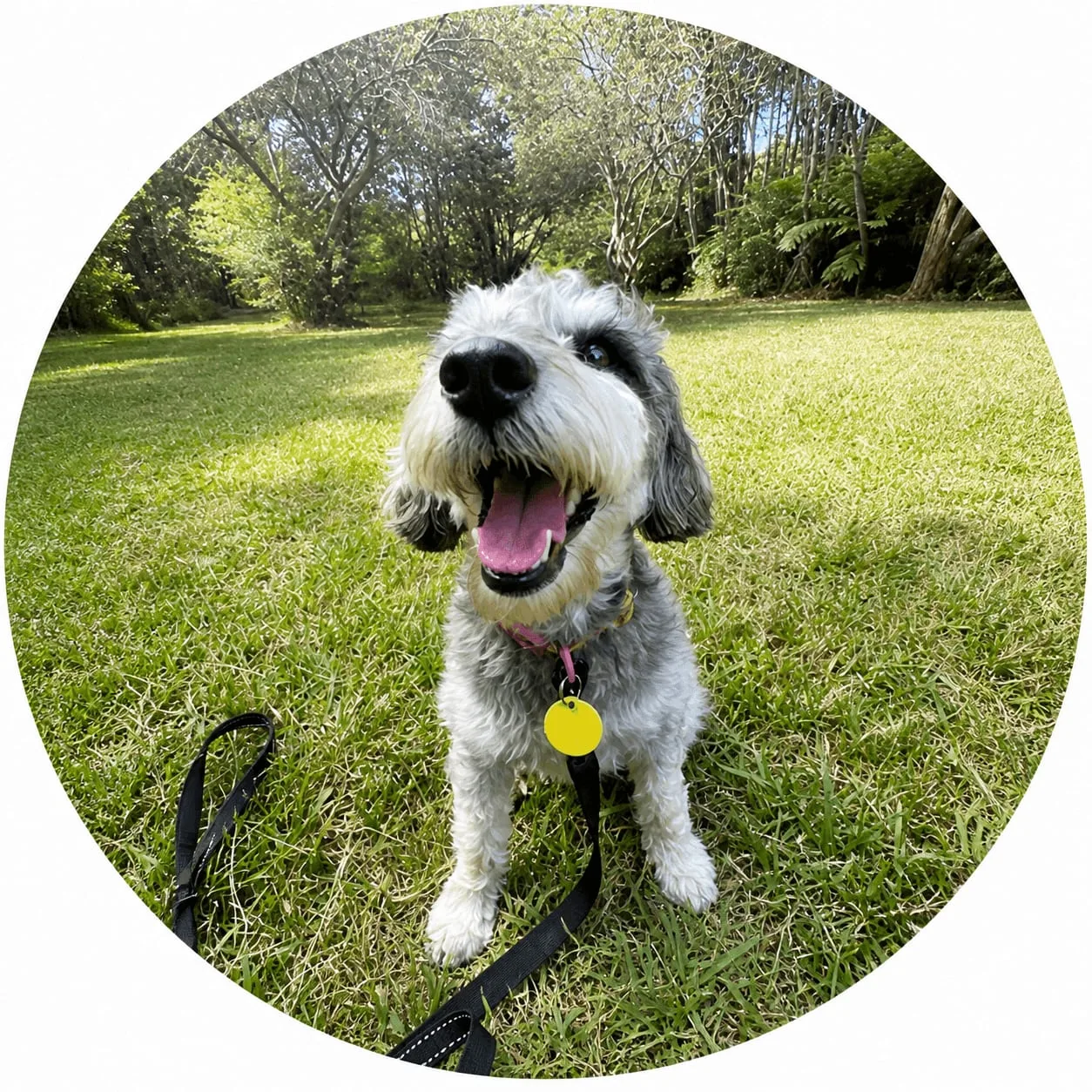 Wallace, a happy Goodwalk dog walking client in Auckland